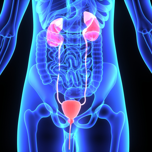 Urologia